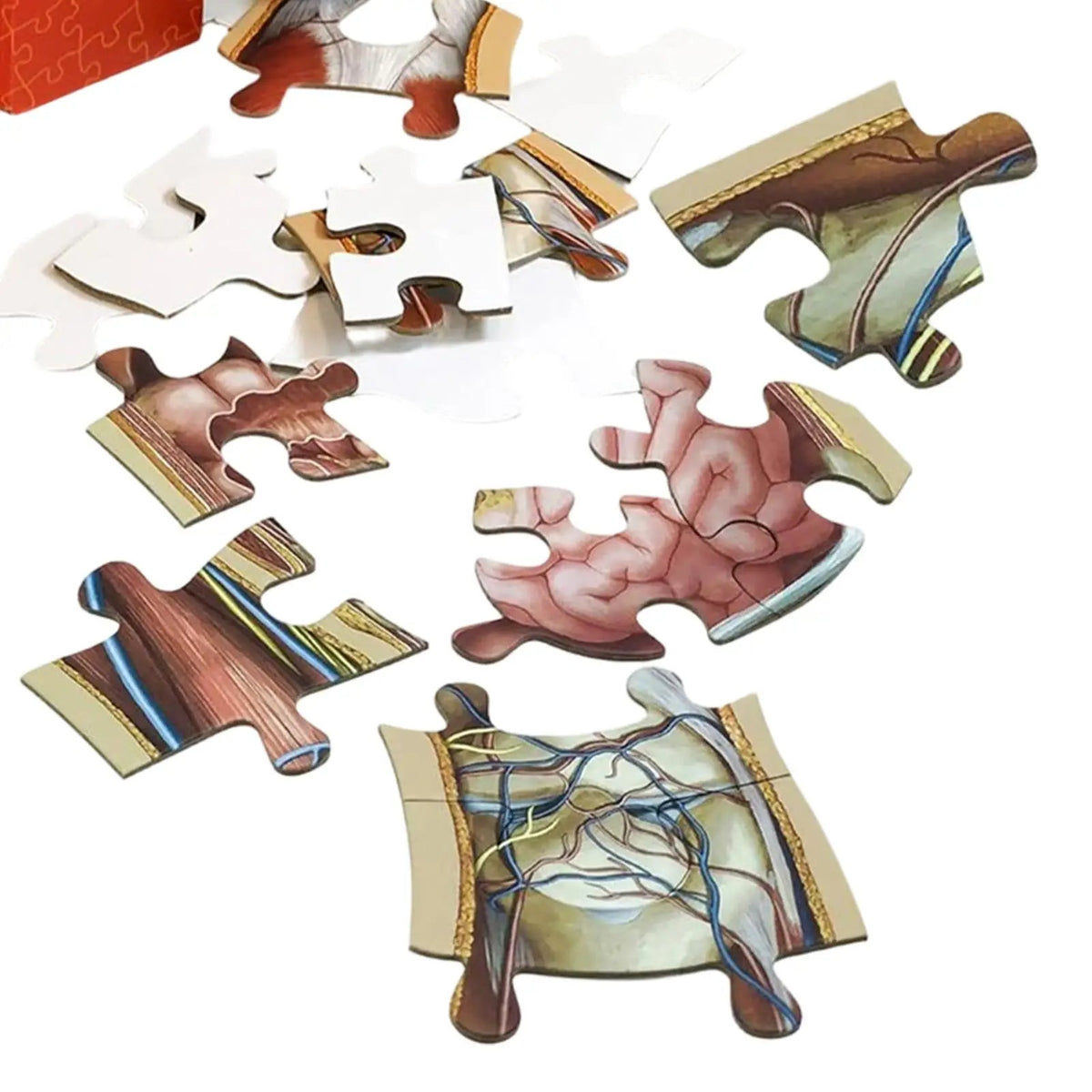 BodyPuzzle – Pädagogisches Anatomie-Puzzle für Kinder