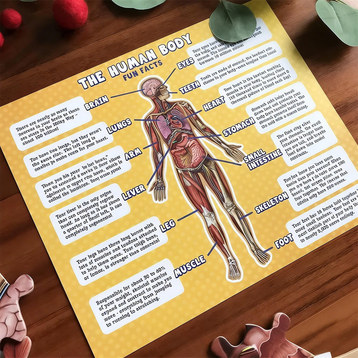 BodyPuzzle – Pädagogisches Anatomie-Puzzle für Kinder