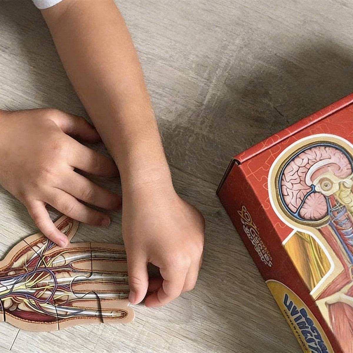 BodyPuzzle – Pädagogisches Anatomie-Puzzle für Kinder