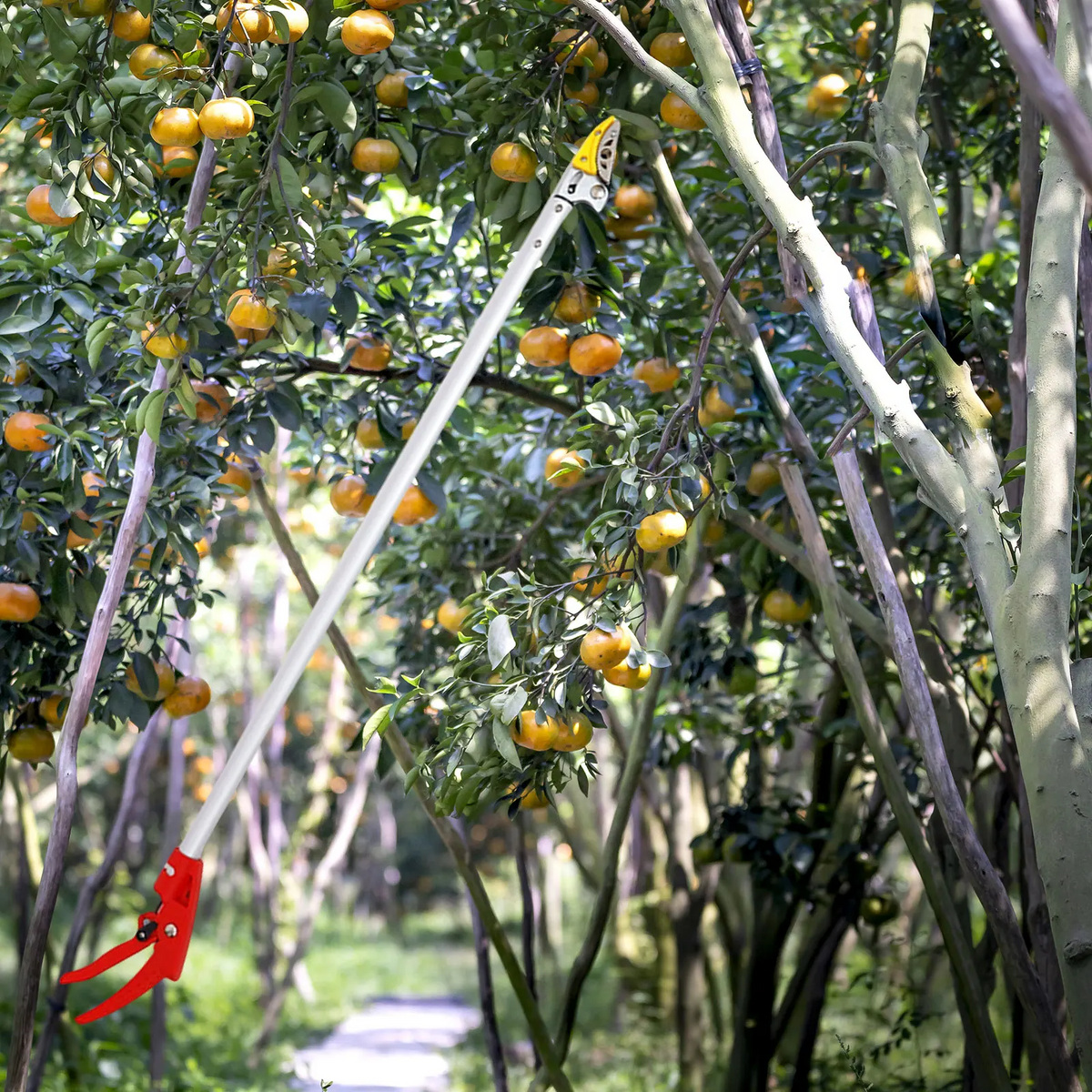 FruitPicker – Obstpflücker mit Verlängerung, Ohne Klettern