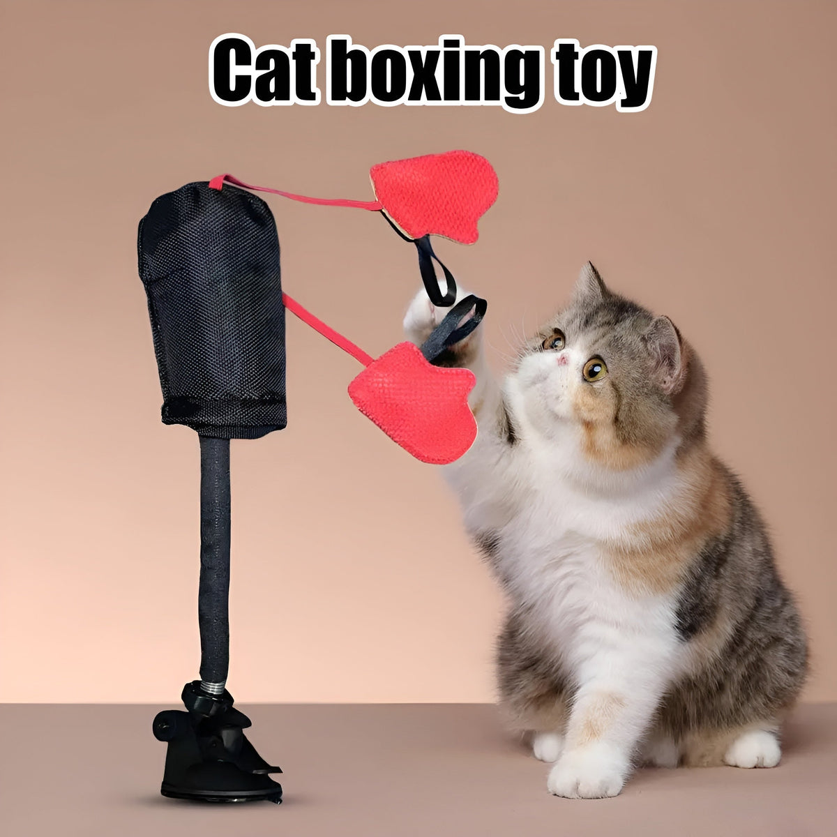 Katze spielt mit PunchingBag Boxsack, Cat boxing toy