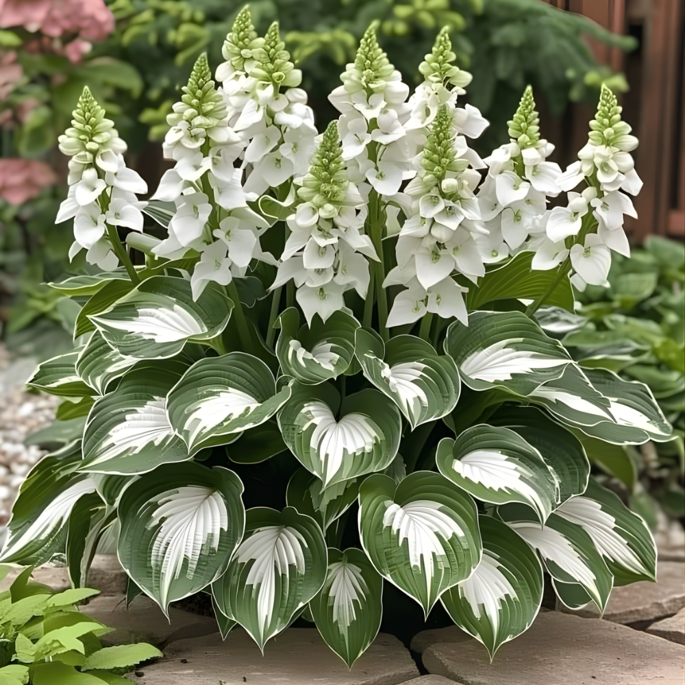 PremiumPlants – Hochwertige Pflegeleichte Schattenpflanzen-Samen, 2er Set