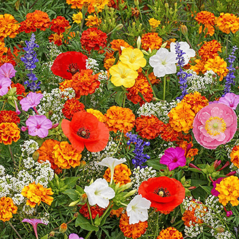 GardenSeeds – Gemischte Blumensamen für farbenfrohe Gärten