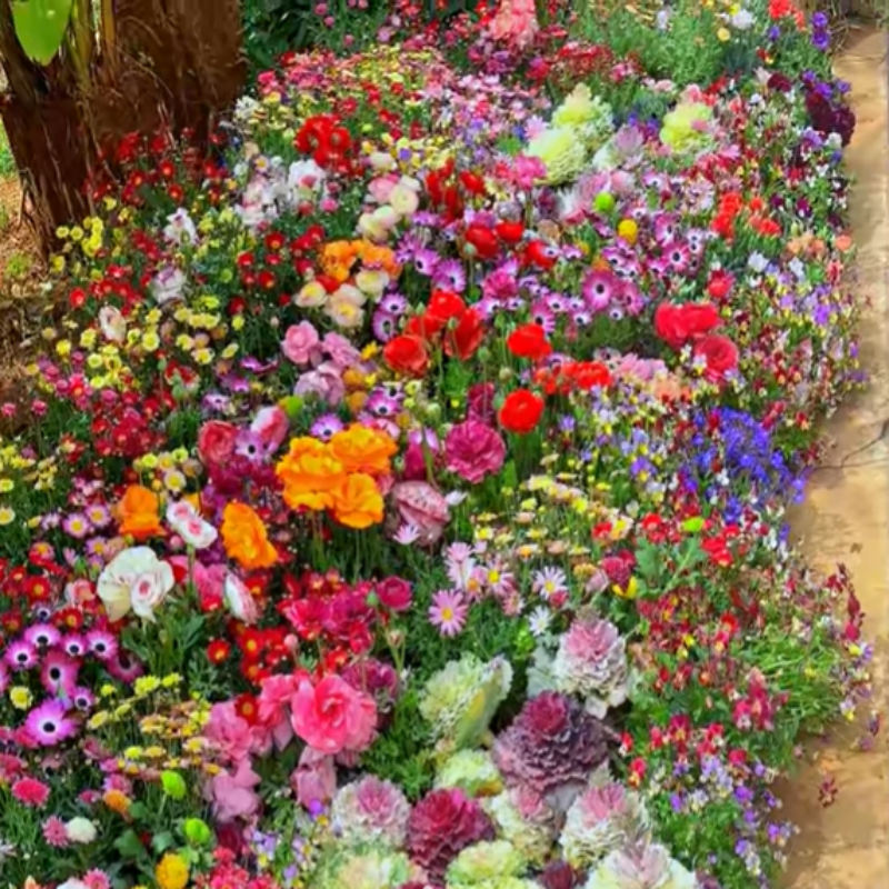 GardenSeeds – Gemischte Blumensamen für farbenfrohe Gärten